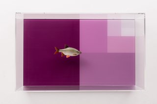 Divisions (Rudd and Surface) by Carsten Höller